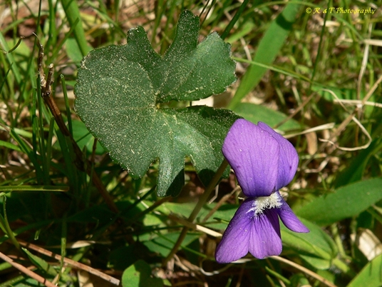 {Viola palmata}